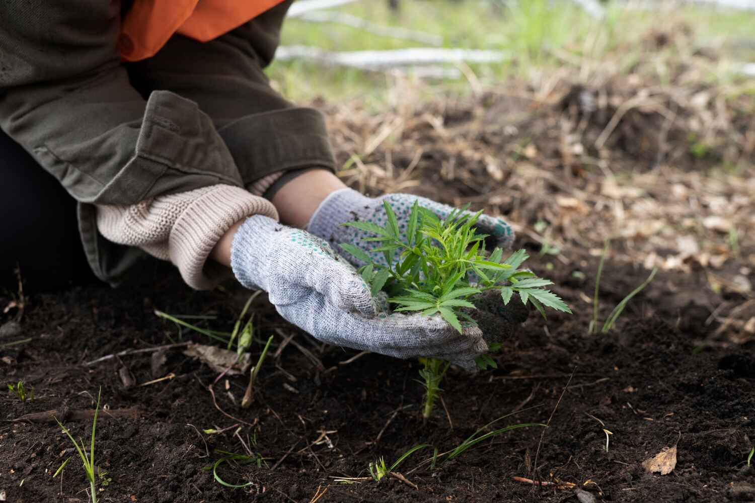 Reliable Mayo, MD Tree Service Solutions